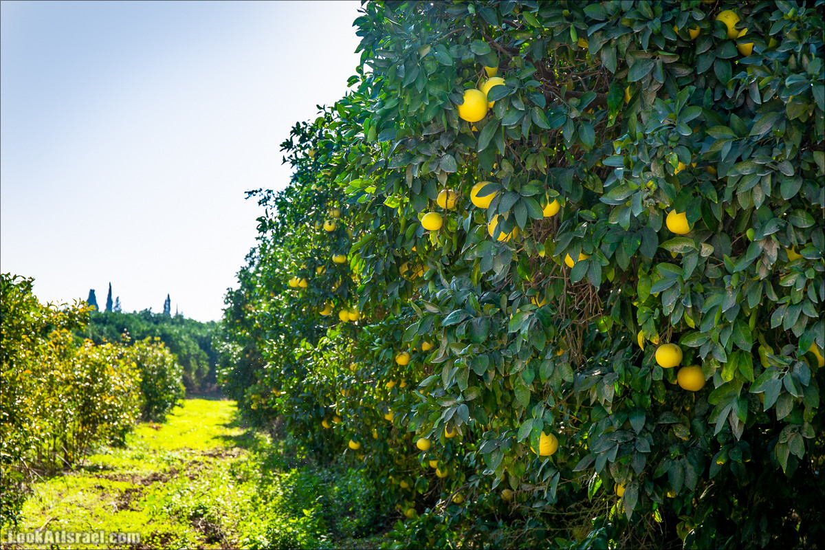 Пещеры и поля округа Лахиш | LookAtIsrael.com - Фото путешествия по Израилю