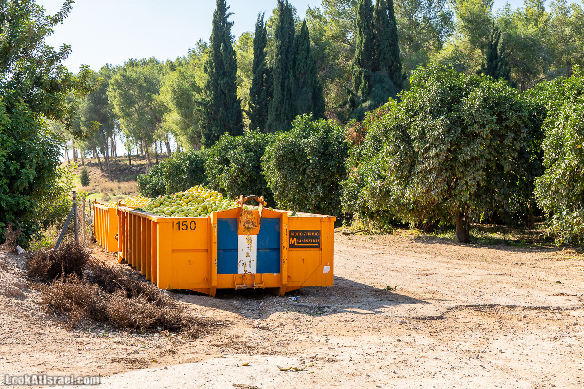 Пещеры и поля округа Лахиш | LookAtIsrael.com - Фото путешествия по Израилю