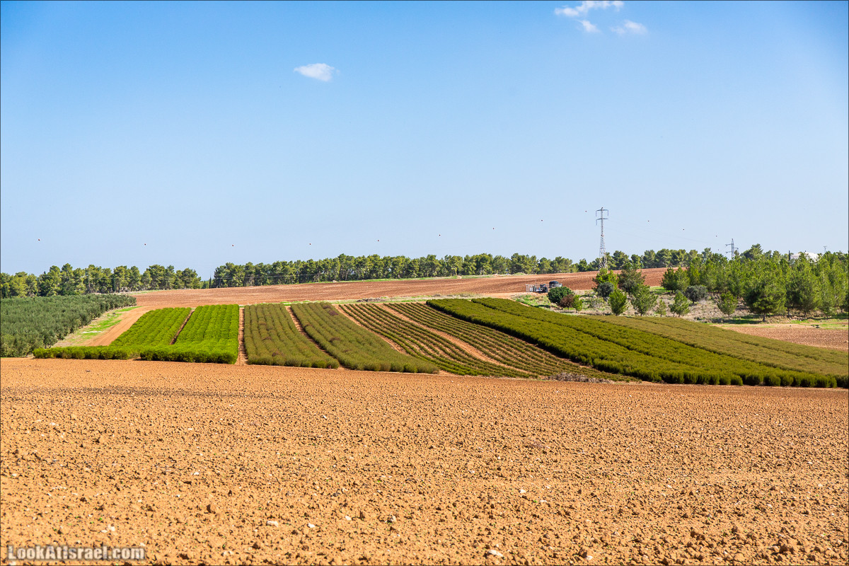 Пещеры и поля округа Лахиш | LookAtIsrael.com - Фото путешествия по Израилю