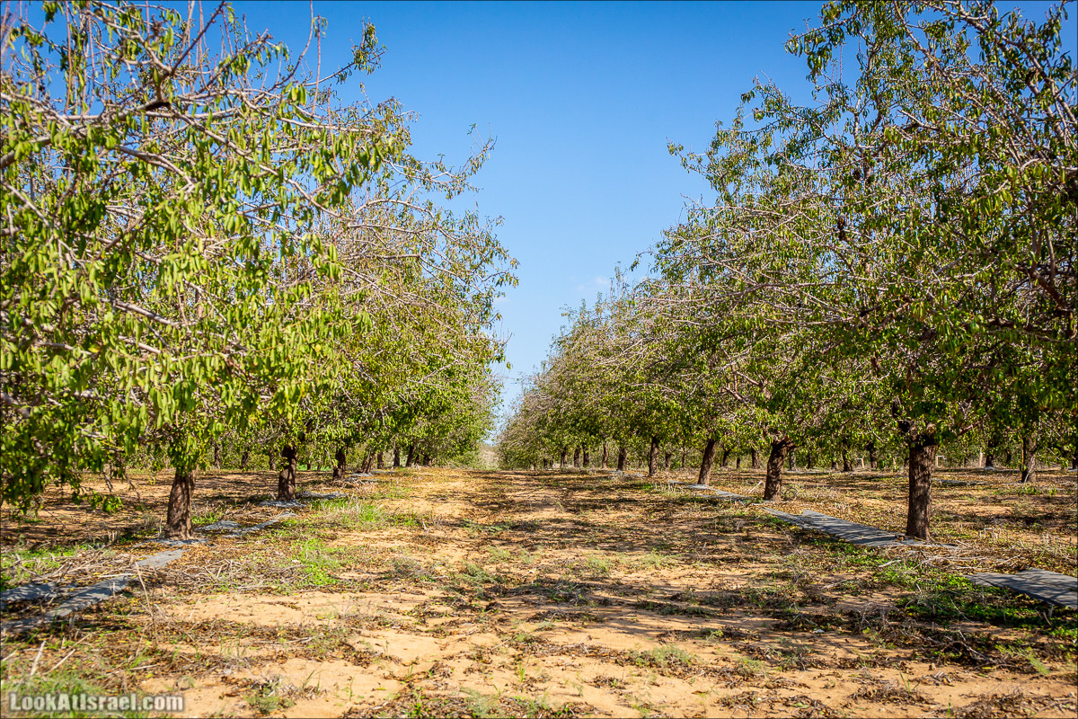 Пещеры и поля округа Лахиш | LookAtIsrael.com - Фото путешествия по Израилю
