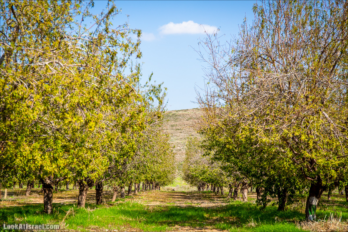 Пещеры и поля округа Лахиш | LookAtIsrael.com - Фото путешествия по Израилю