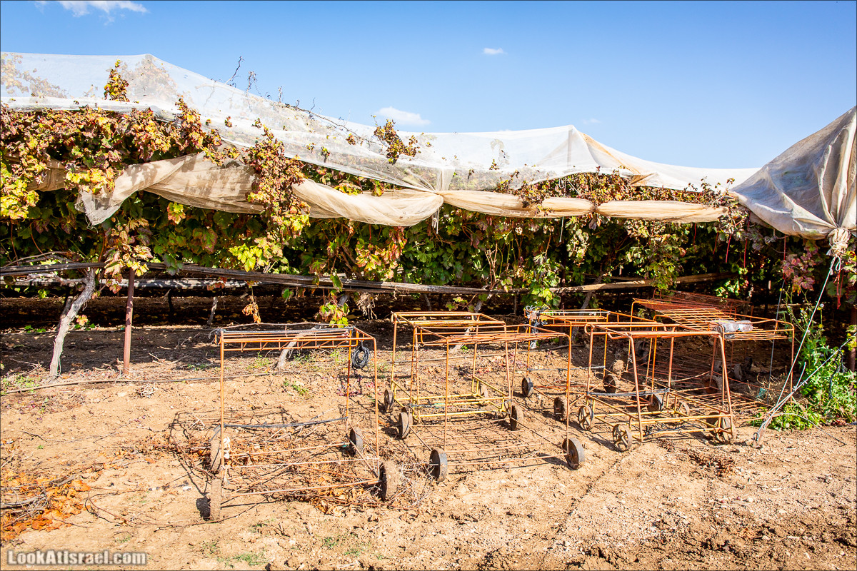 Пещеры и поля округа Лахиш | LookAtIsrael.com - Фото путешествия по Израилю