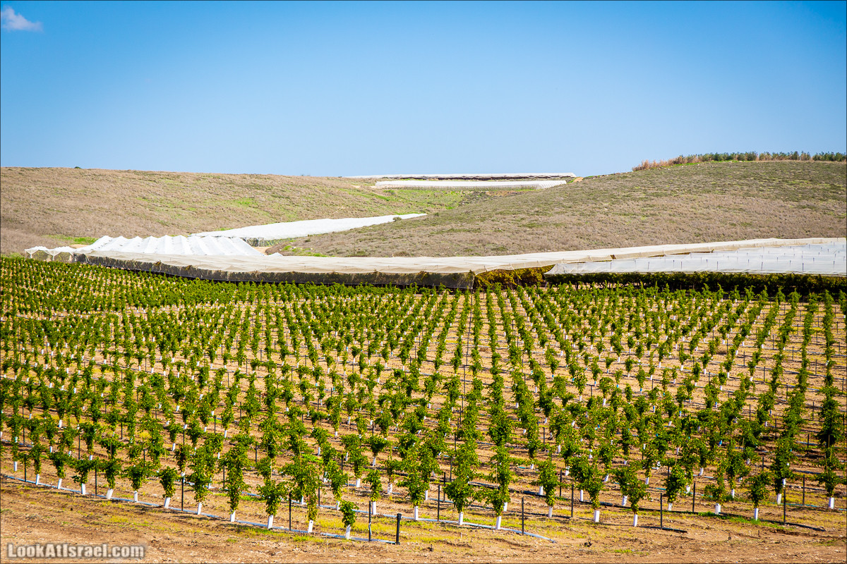 Пещеры и поля округа Лахиш | LookAtIsrael.com - Фото путешествия по Израилю