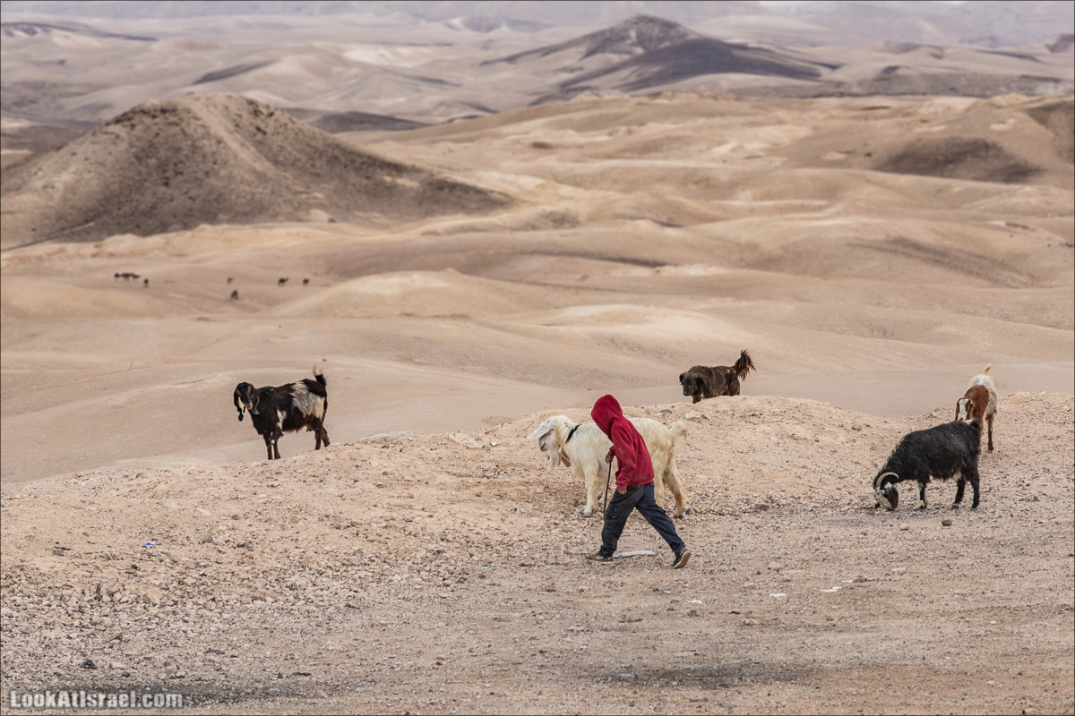 Путешествие на джипах по пустыне в поисках наводнений. Водопады Хевер, Шафан, Цафира | LookAtIsrael.com - Фото путешествия по Израилю