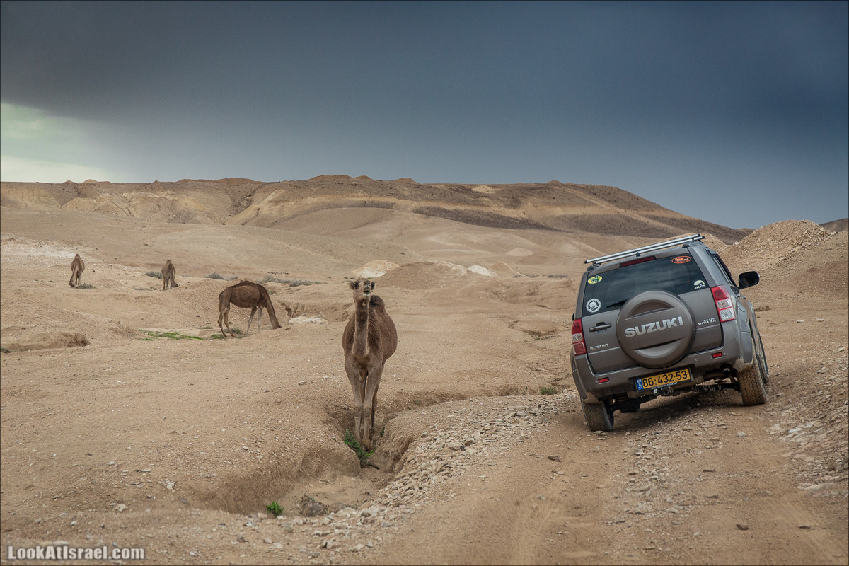 Путешествие на джипах по пустыне в поисках наводнений. Водопады Хевер, Шафан, Цафира | LookAtIsrael.com - Фото путешествия по Израилю