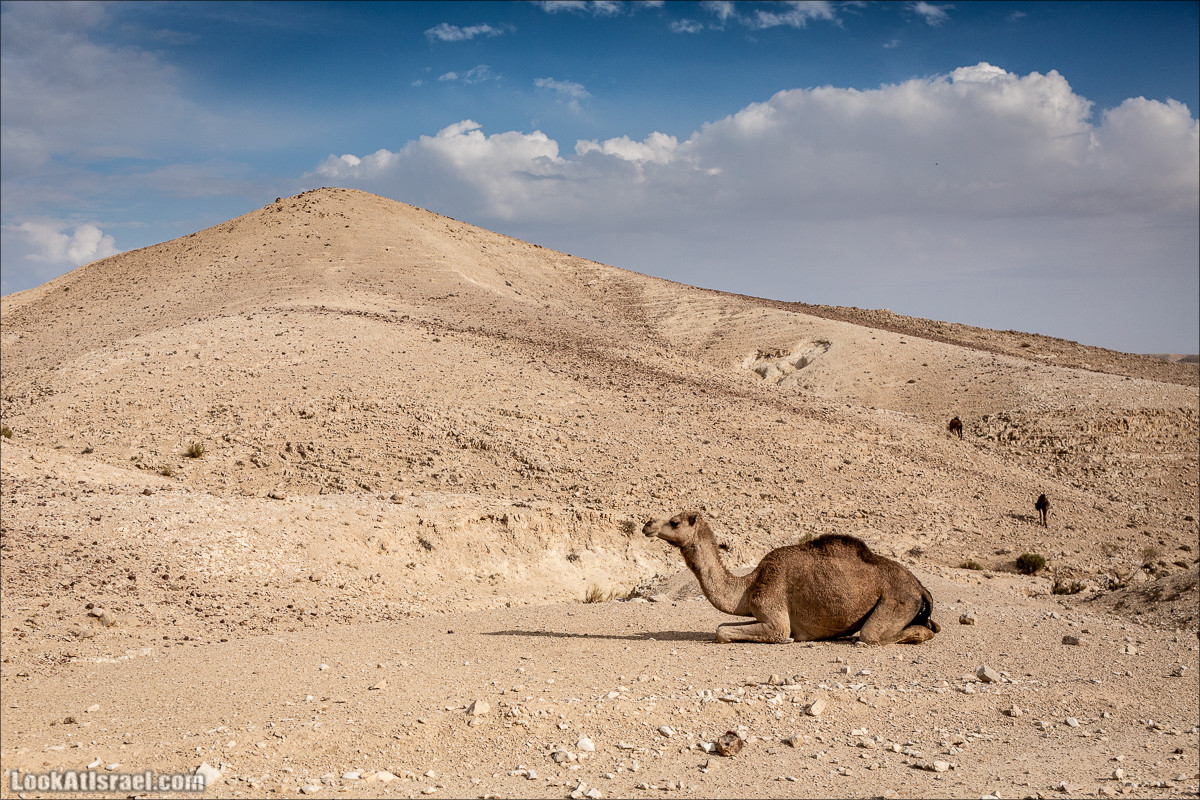 Путешествие на джипах по пустыне в поисках наводнений. Водопады Хевер, Шафан, Цафира | LookAtIsrael.com - Фото путешествия по Израилю