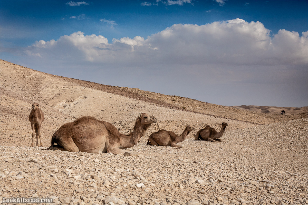 Путешествие на джипах по пустыне в поисках наводнений. Водопады Хевер, Шафан, Цафира | LookAtIsrael.com - Фото путешествия по Израилю