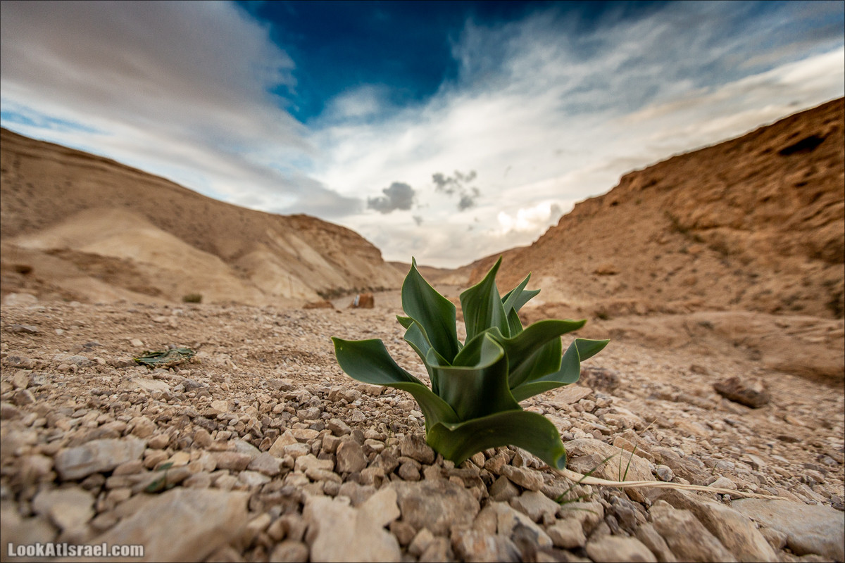 Путешествие на джипах по пустыне в поисках наводнений. Водопады Хевер, Шафан, Цафира | LookAtIsrael.com - Фото путешествия по Израилю