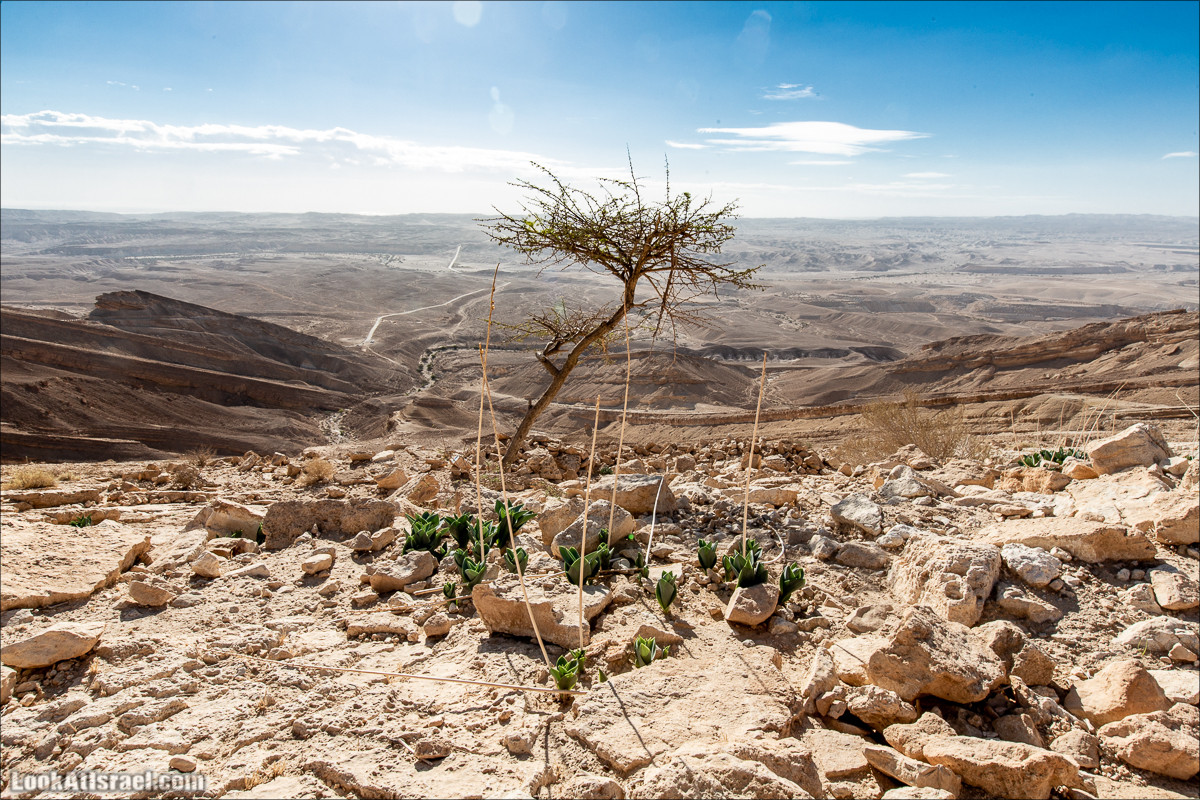 Скорпионий подъём - Маале Акрабим - Римская дорога | מעלה עקרבים | LookAtIsrael.com - Фото путешествия по Израилю