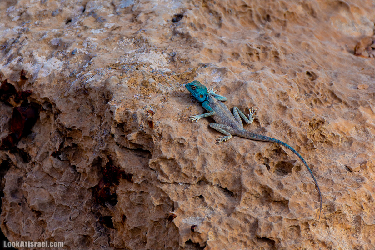 Скорпионий подъём - Маале Акрабим - Римская дорога | מעלה עקרבים | LookAtIsrael.com - Фото путешествия по Израилю
