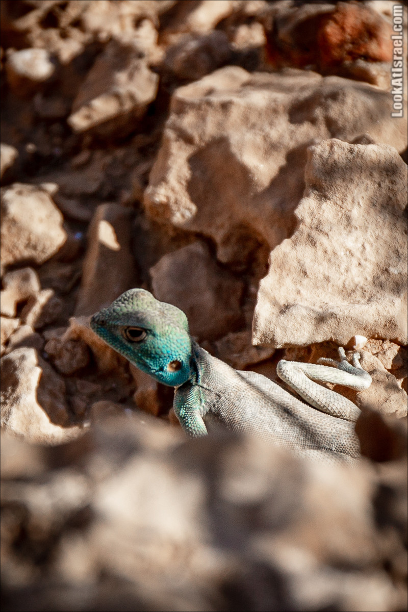 Скорпионий подъём - Маале Акрабим - Римская дорога | מעלה עקרבים | LookAtIsrael.com - Фото путешествия по Израилю