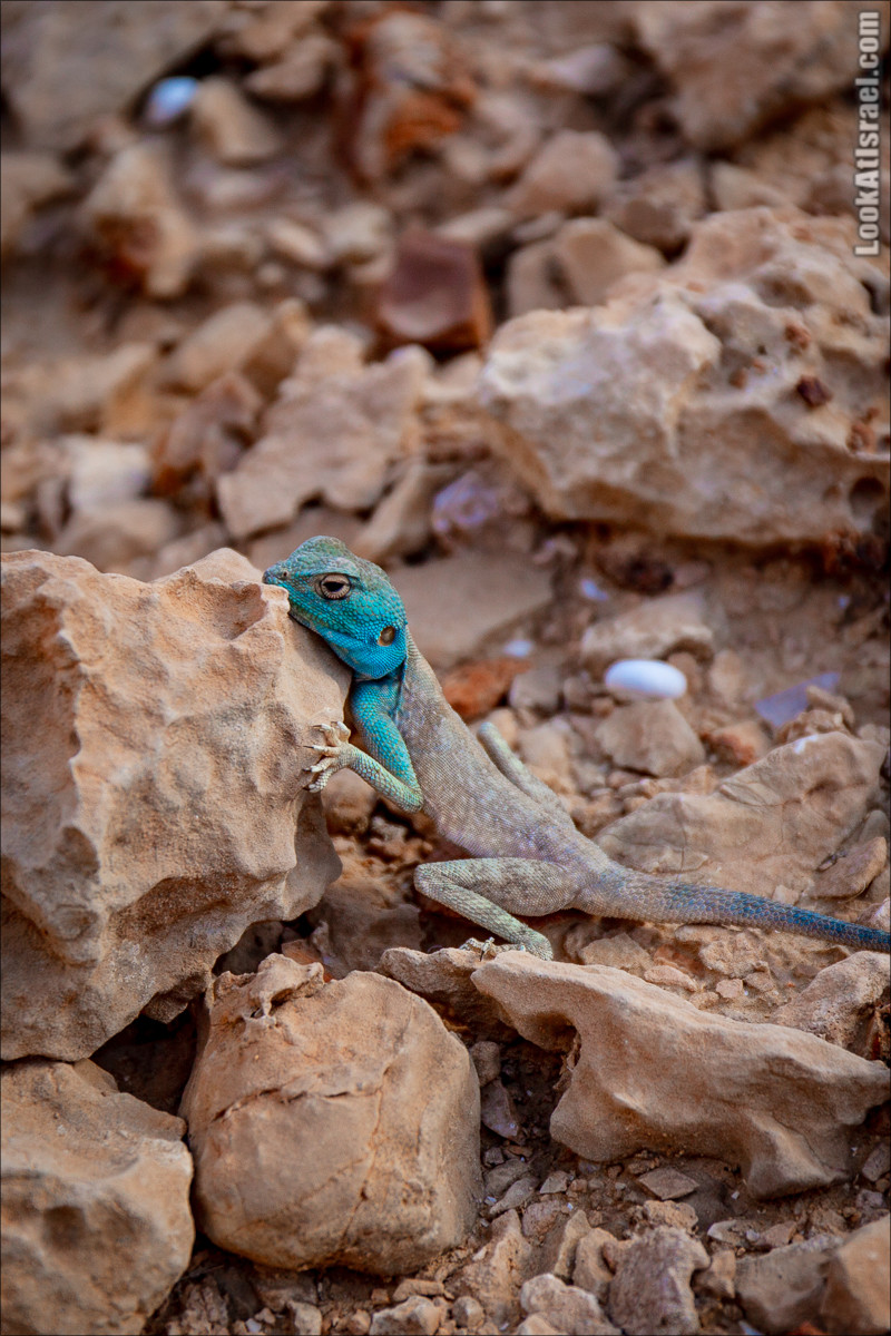 Скорпионий подъём - Маале Акрабим - Римская дорога | מעלה עקרבים | LookAtIsrael.com - Фото путешествия по Израилю