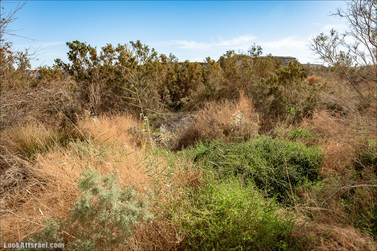 Источник Эйн Цин | עין צין | LookAtIsrael.com - Фото путешествия по Израилю