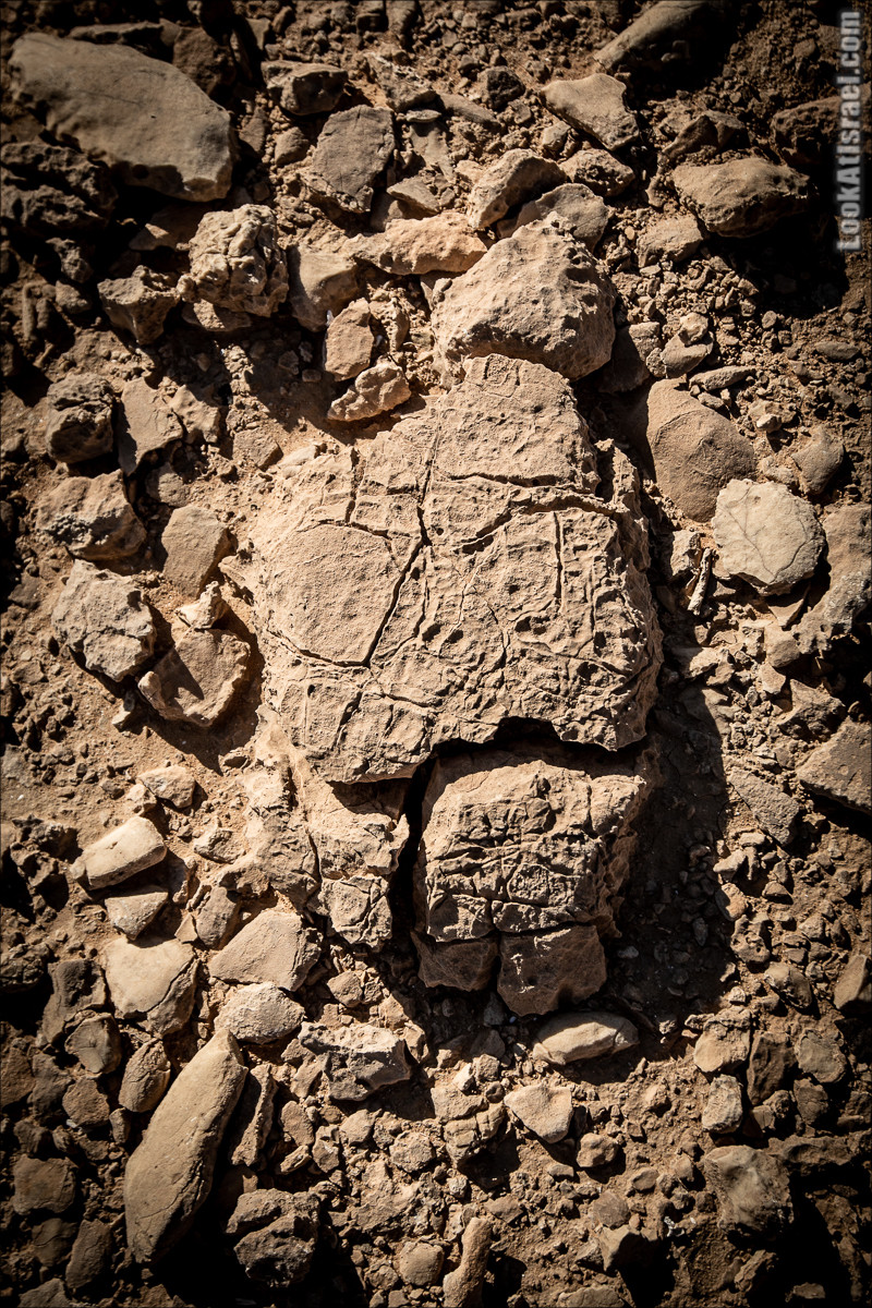 Ущелье Нахаль Акрабим | נחל עקרבים | LookAtIsrael.com - Фото путешествия по Израилю