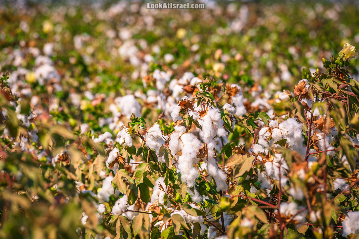 Хлопок | LookAtIsrael.com - Фото путешествия по Израилю