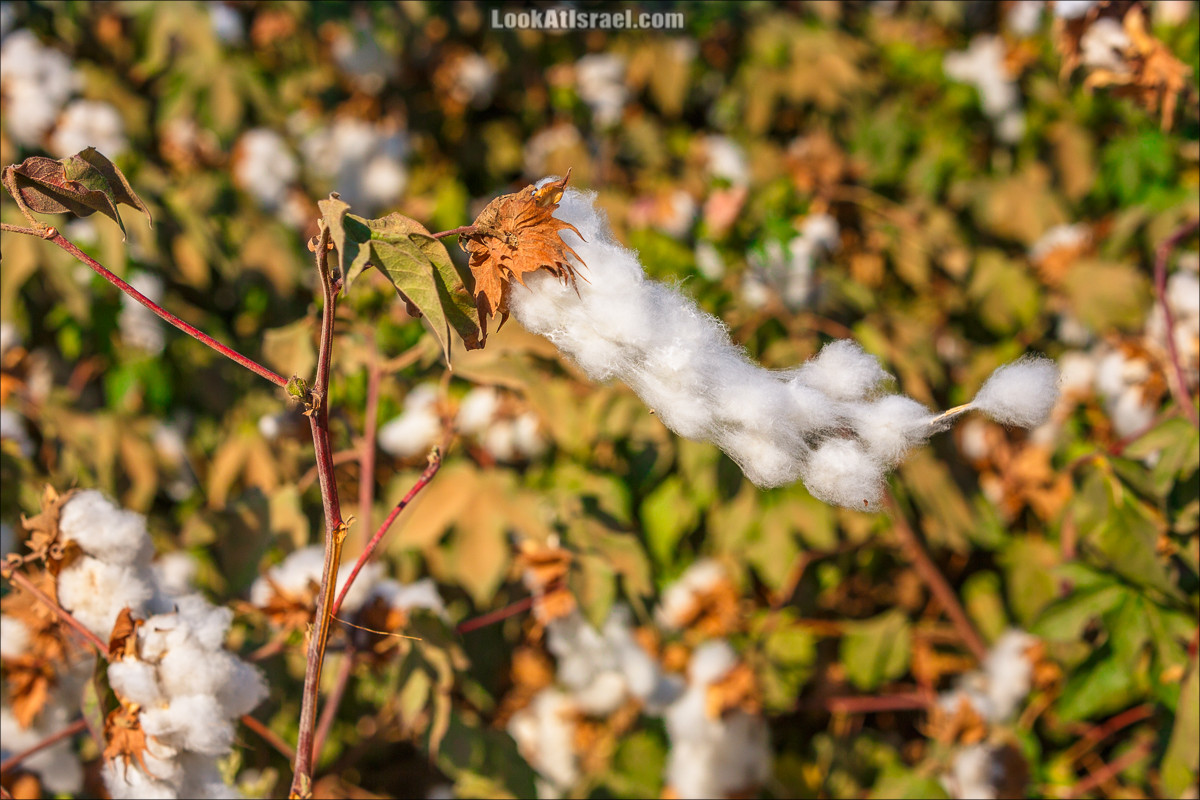 Хлопок | LookAtIsrael.com - Фото путешествия по Израилю