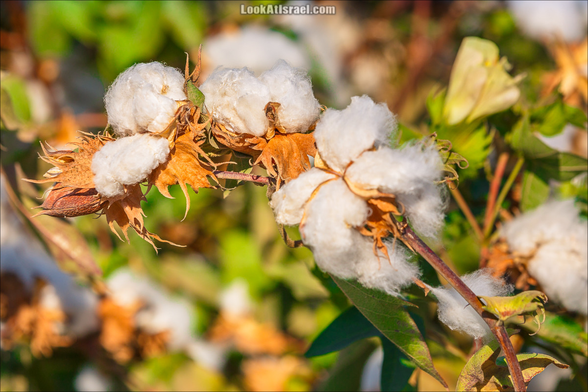 Хлопок | LookAtIsrael.com - Фото путешествия по Израилю
