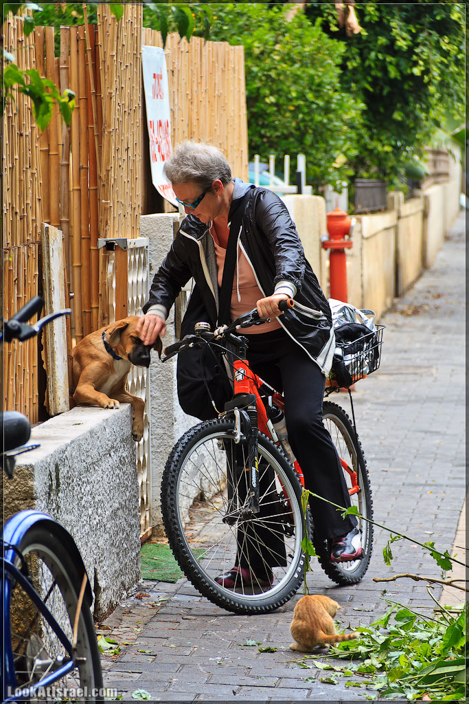 Собаки и их люди | LookAtIsrael.com - Фото путешествия по Израилю