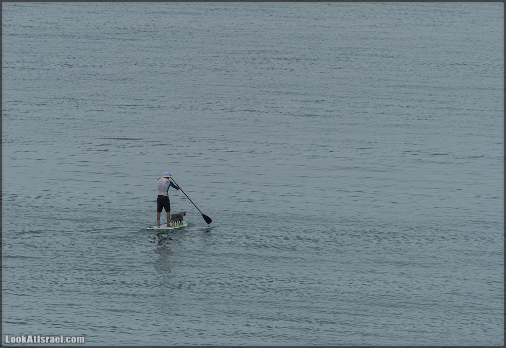 Море собак | LookAtIsrael.com - Фото путешествия по Израилю