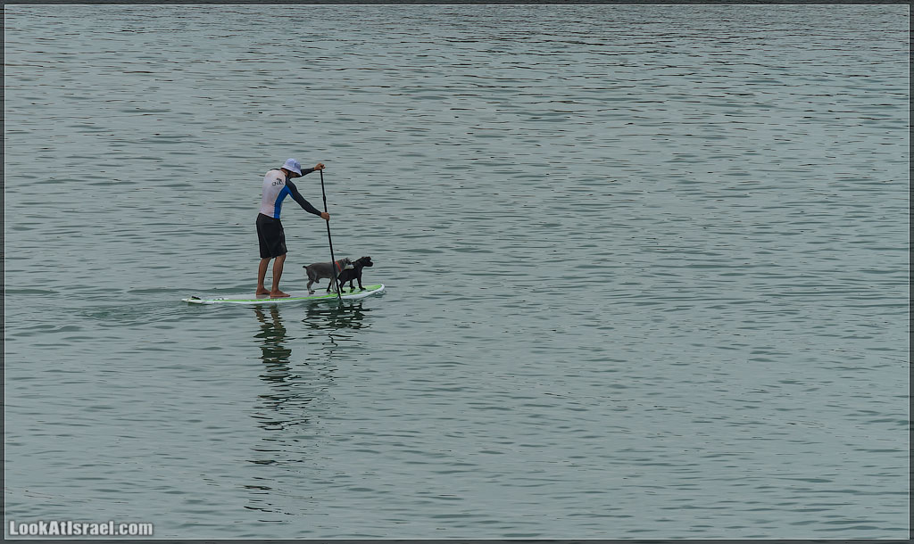 Собаки и их люди | LookAtIsrael.com - Фото путешествия по Израилю
