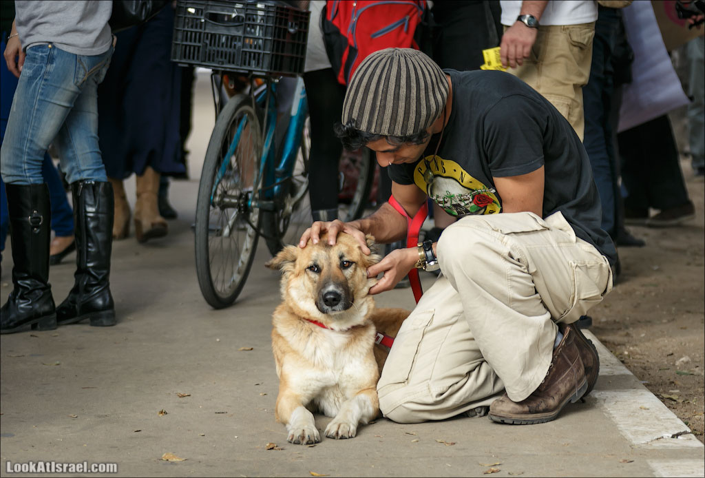 Собаки и их люди | LookAtIsrael.com - Фото путешествия по Израилю