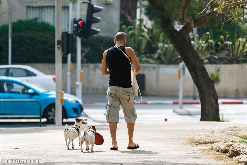 Собаки и их люди | LookAtIsrael.com - Фото путешествия по Израилю