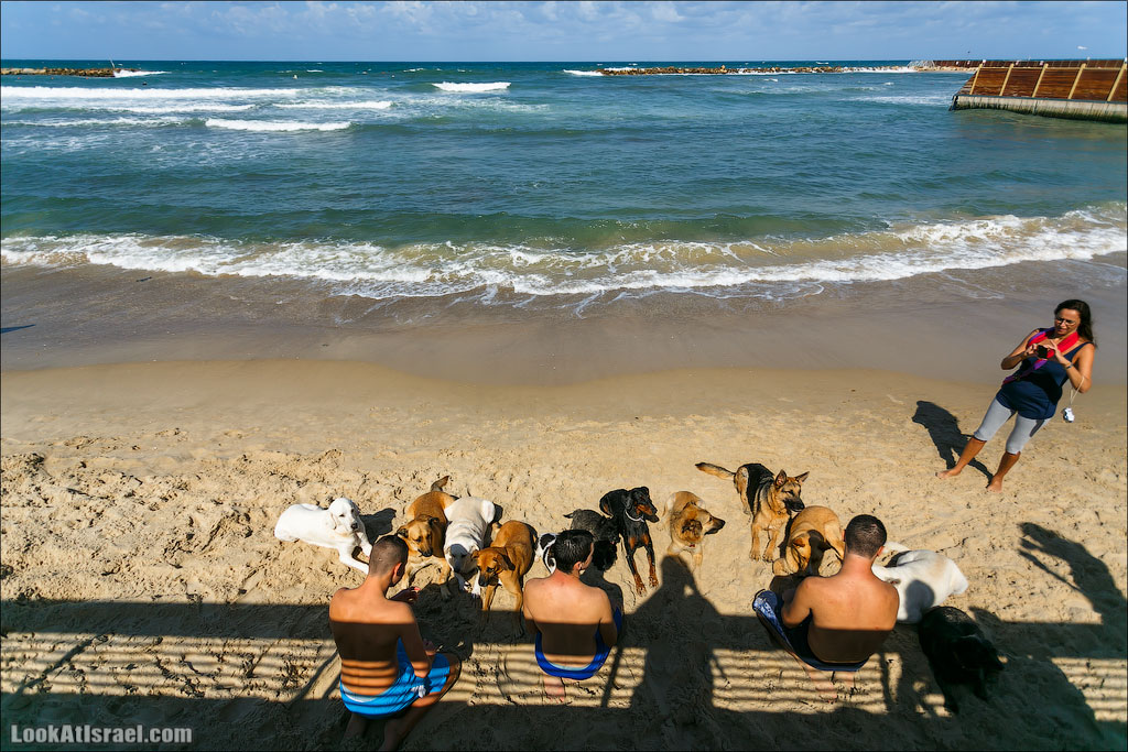 Собаки и их люди | LookAtIsrael.com - Фото путешествия по Израилю