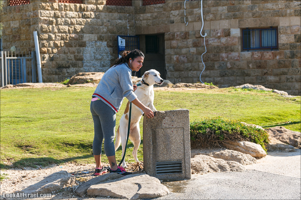 Собаки и их люди | LookAtIsrael.com - Фото путешествия по Израилю