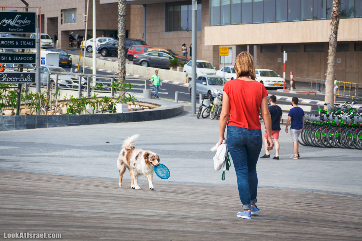 Собаки и их люди | LookAtIsrael.com - Фото путешествия по Израилю