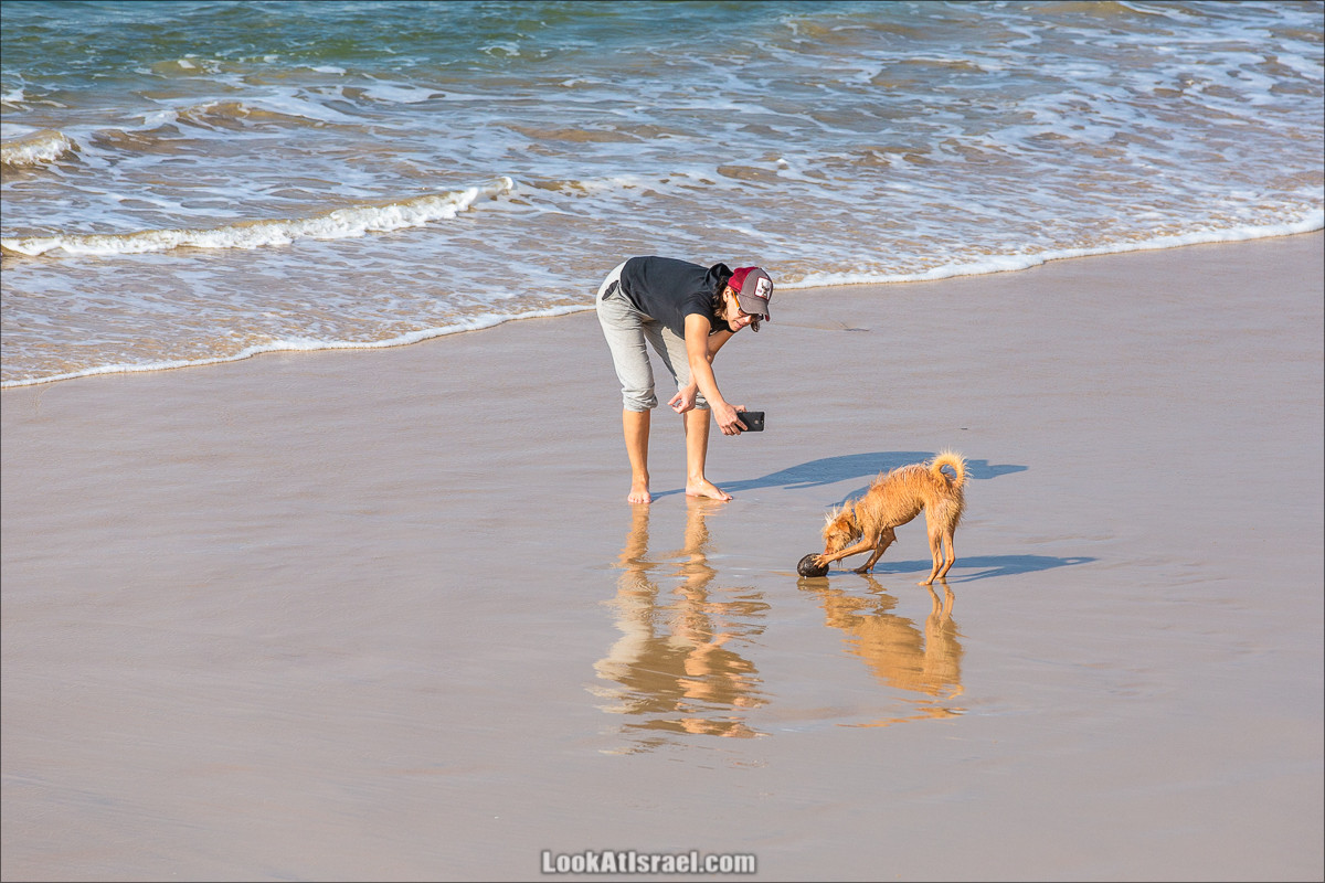Собаки и их люди 5