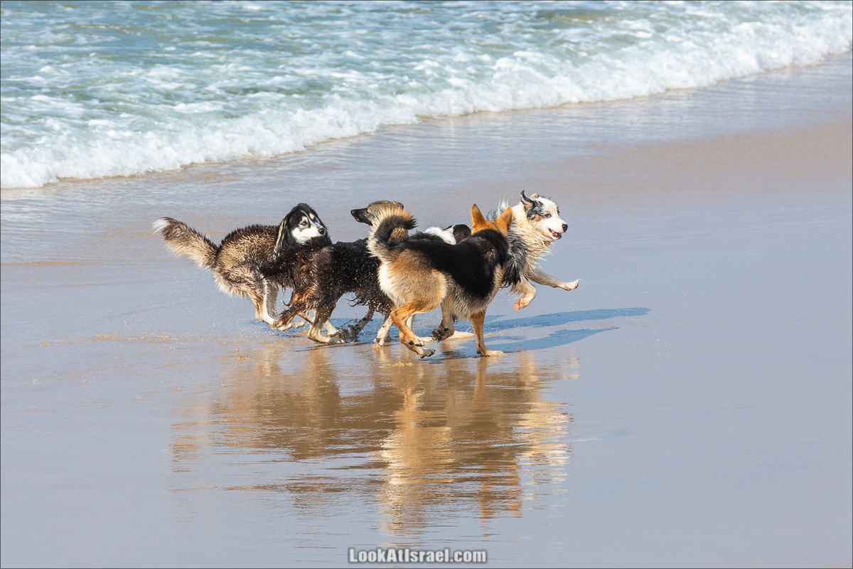 Море собак | LookAtIsrael.com - Фото путешествия по Израилю