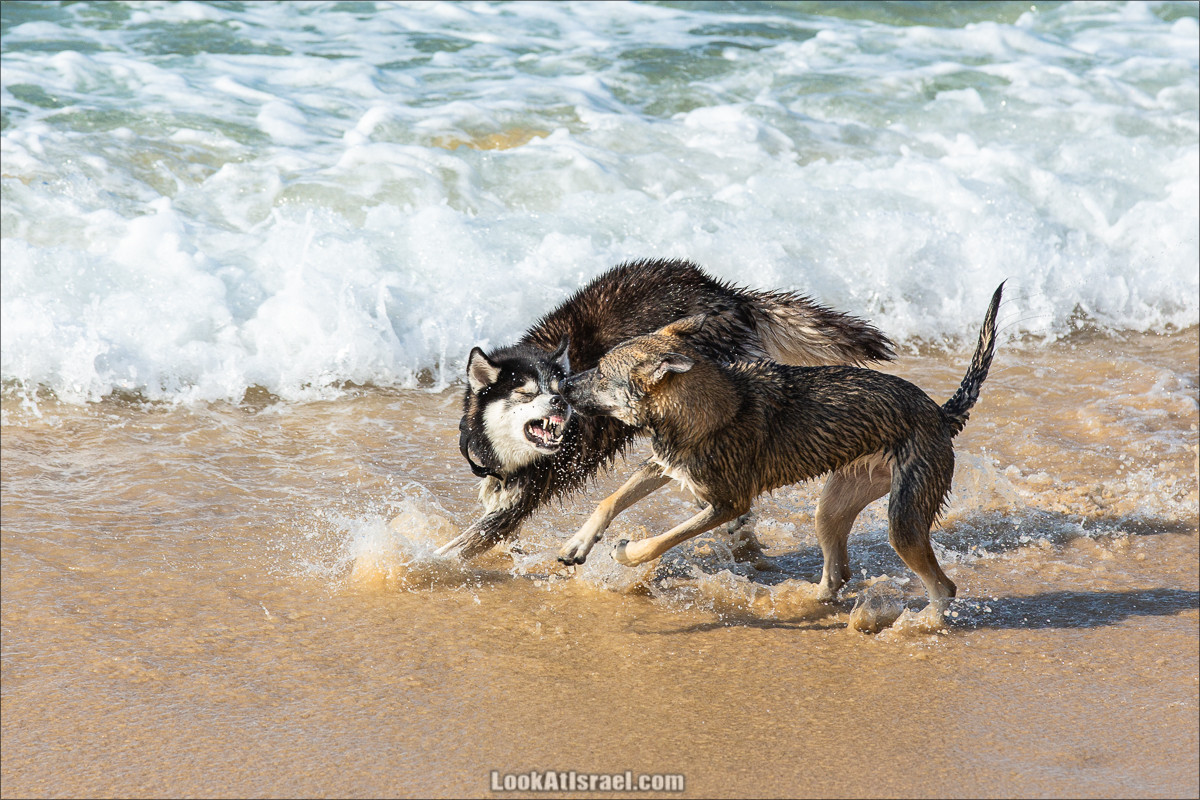 Море собак | LookAtIsrael.com - Фото путешествия по Израилю
