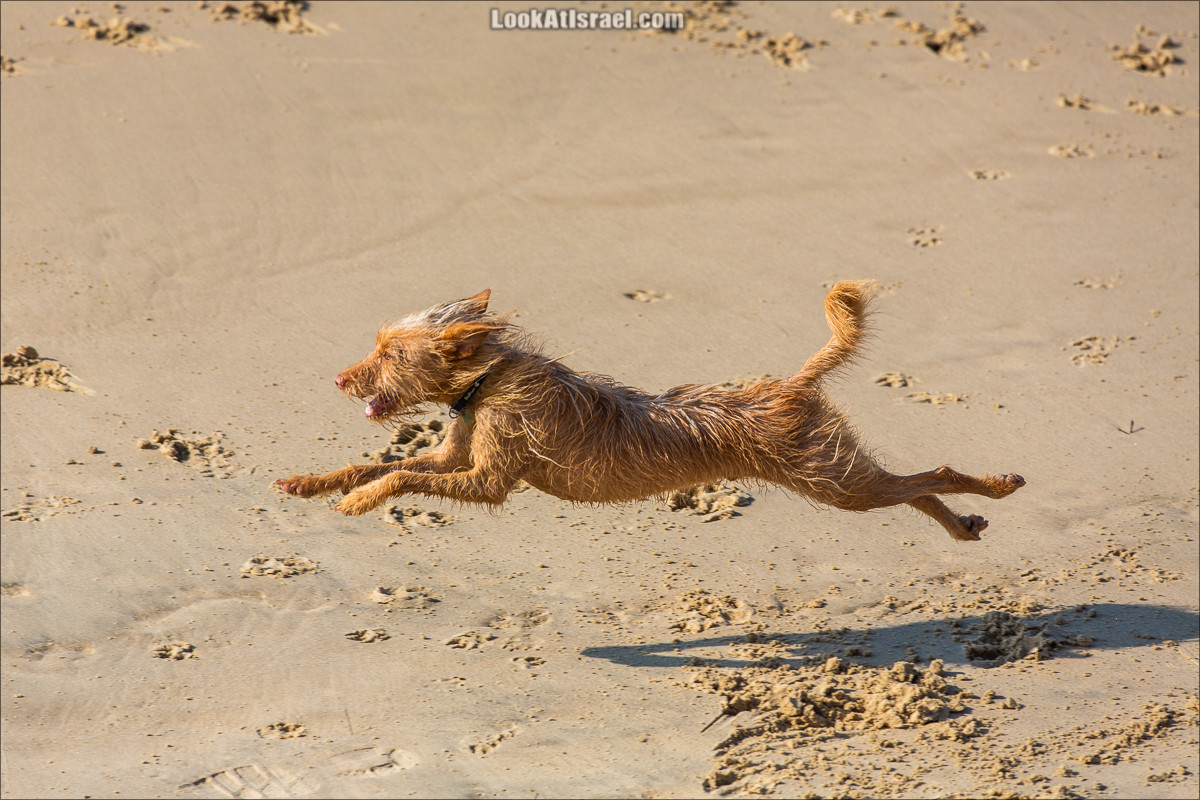 Море собак | LookAtIsrael.com - Фото путешествия по Израилю
