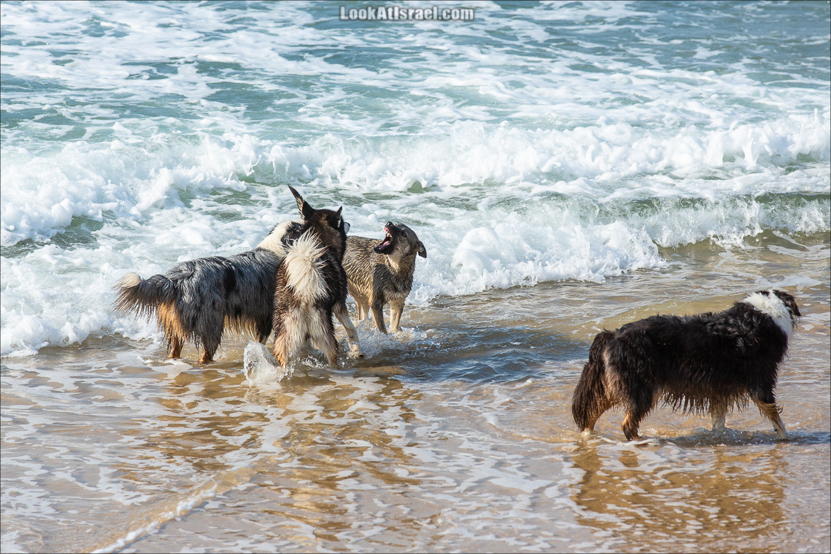 Море собак | LookAtIsrael.com - Фото путешествия по Израилю