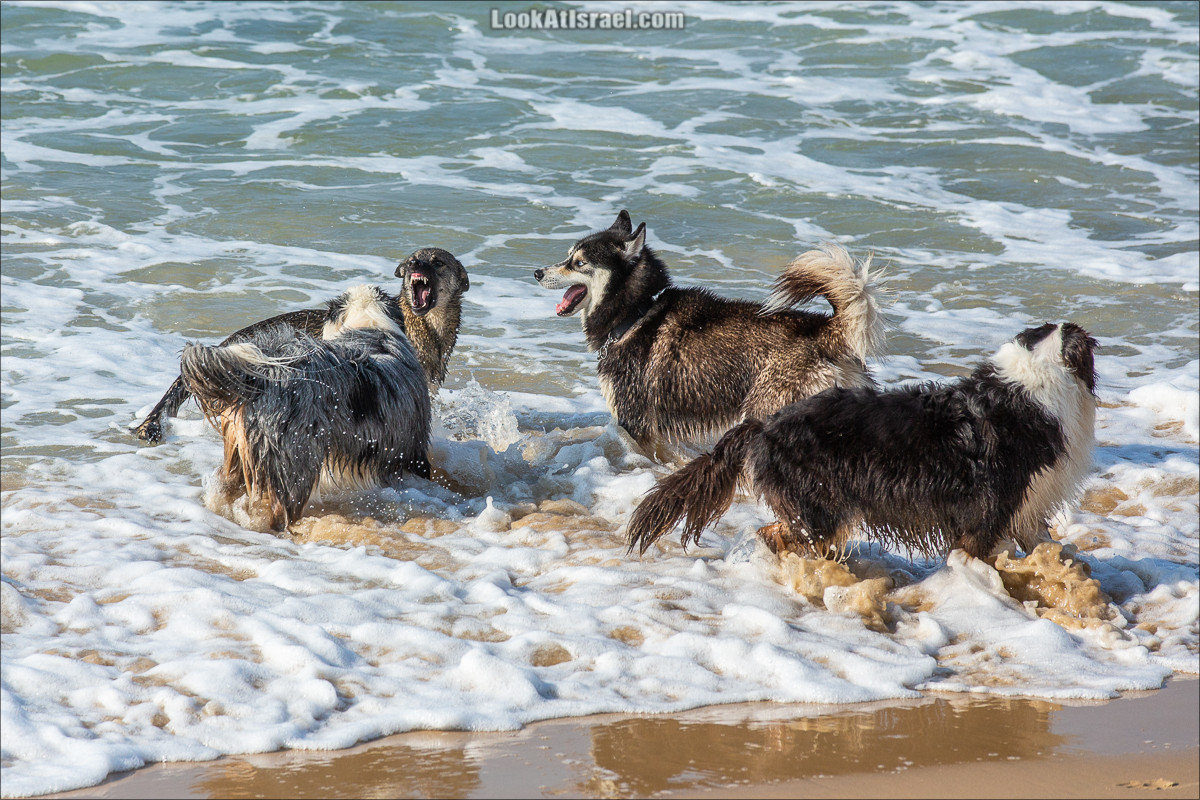 Море собак | LookAtIsrael.com - Фото путешествия по Израилю