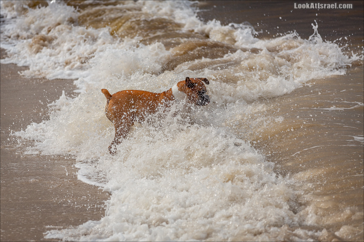 Море собак | LookAtIsrael.com - Фото путешествия по Израилю