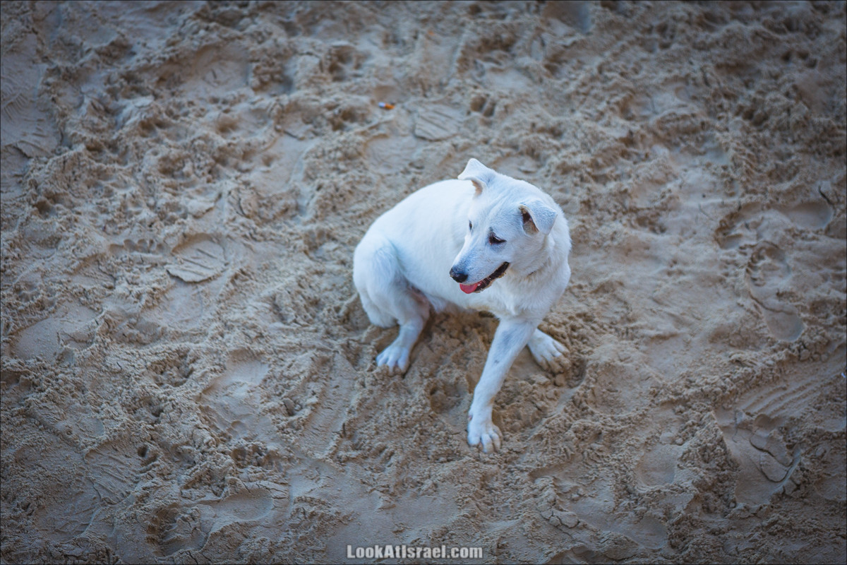 Море собак | LookAtIsrael.com - Фото путешествия по Израилю