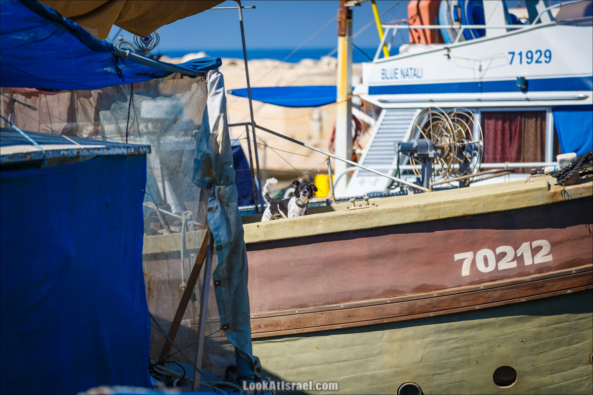 Море собак | LookAtIsrael.com - Фото путешествия по Израилю