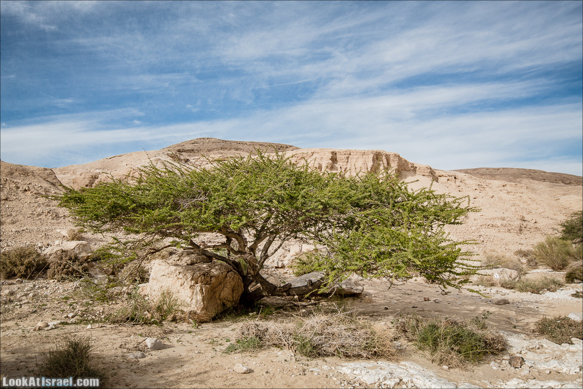 Гора Масор, ручей Шахак | Mount Masor and Sahak stream | הר מסור ונחל שחק | LookAtIsrael.com - Фото путешествия по Израилю