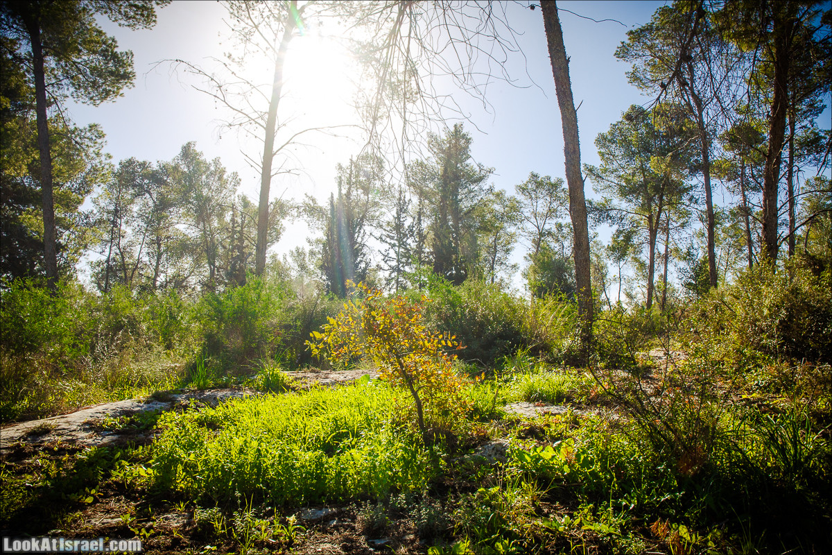 Зима в парке библейской природы Неот Кдумим | חורף בנאות קדומים | LookAtIsrael.com - Фото путешествия по Израилю