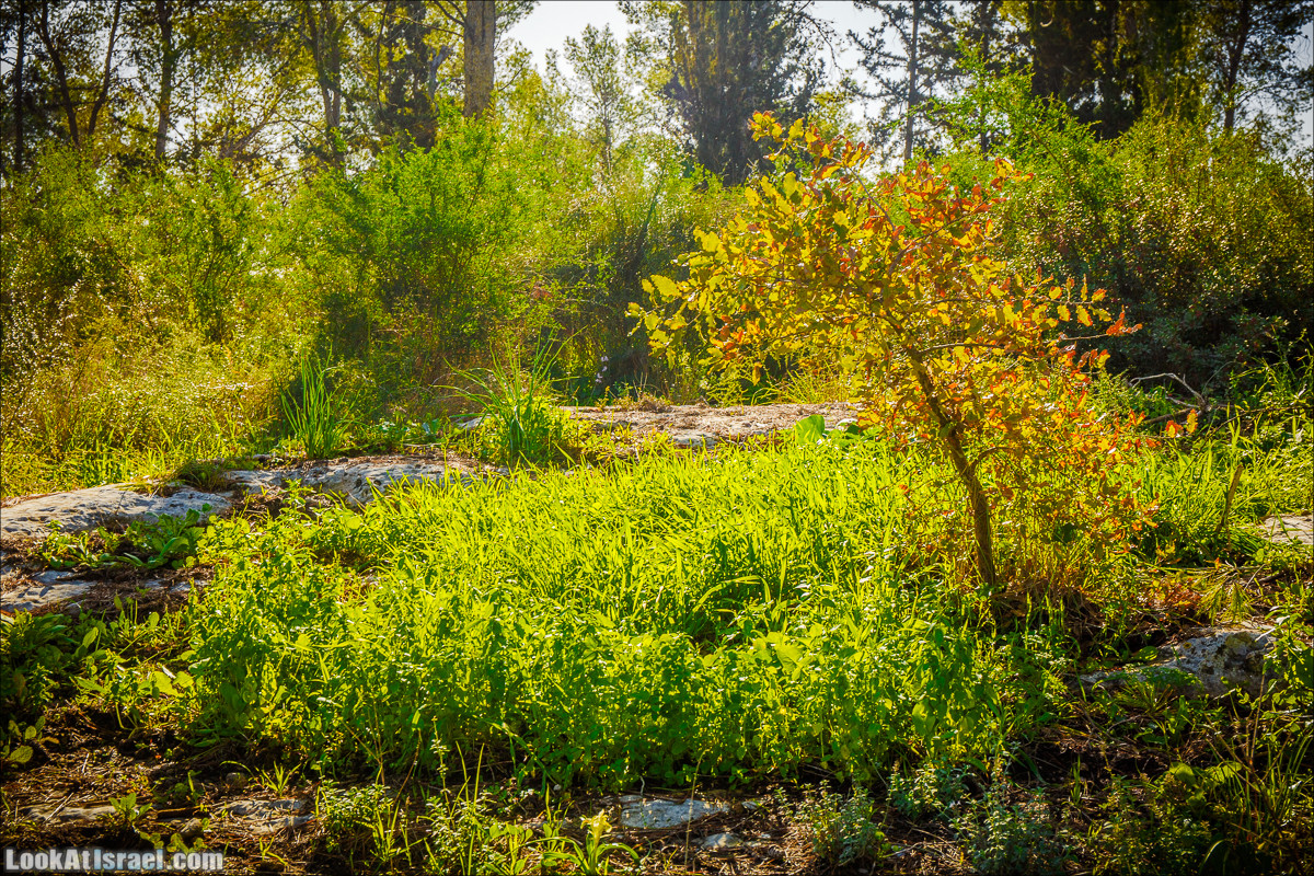 Зима в парке библейской природы Неот Кдумим | חורף בנאות קדומים | LookAtIsrael.com - Фото путешествия по Израилю