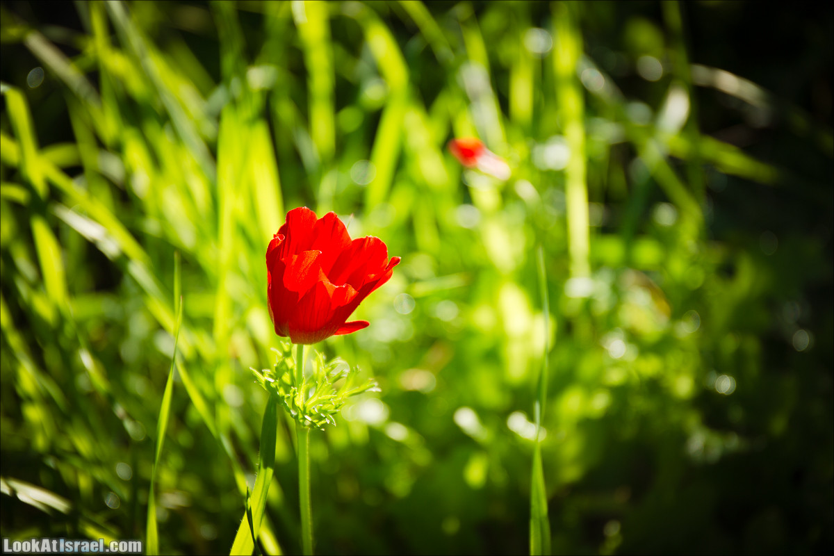 Зима в парке библейской природы Неот Кдумим | חורף בנאות קדומים | LookAtIsrael.com - Фото путешествия по Израилю