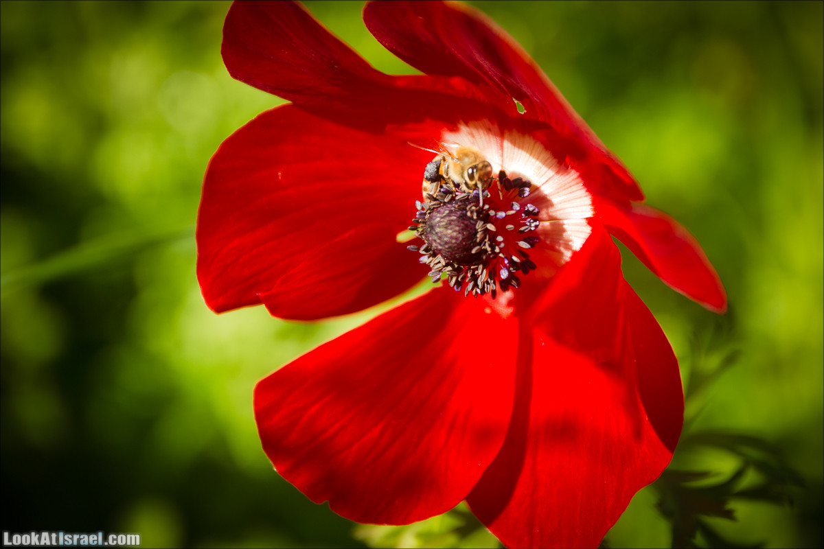 Зима в парке библейской природы Неот Кдумим | חורף בנאות קדומים | LookAtIsrael.com - Фото путешествия по Израилю