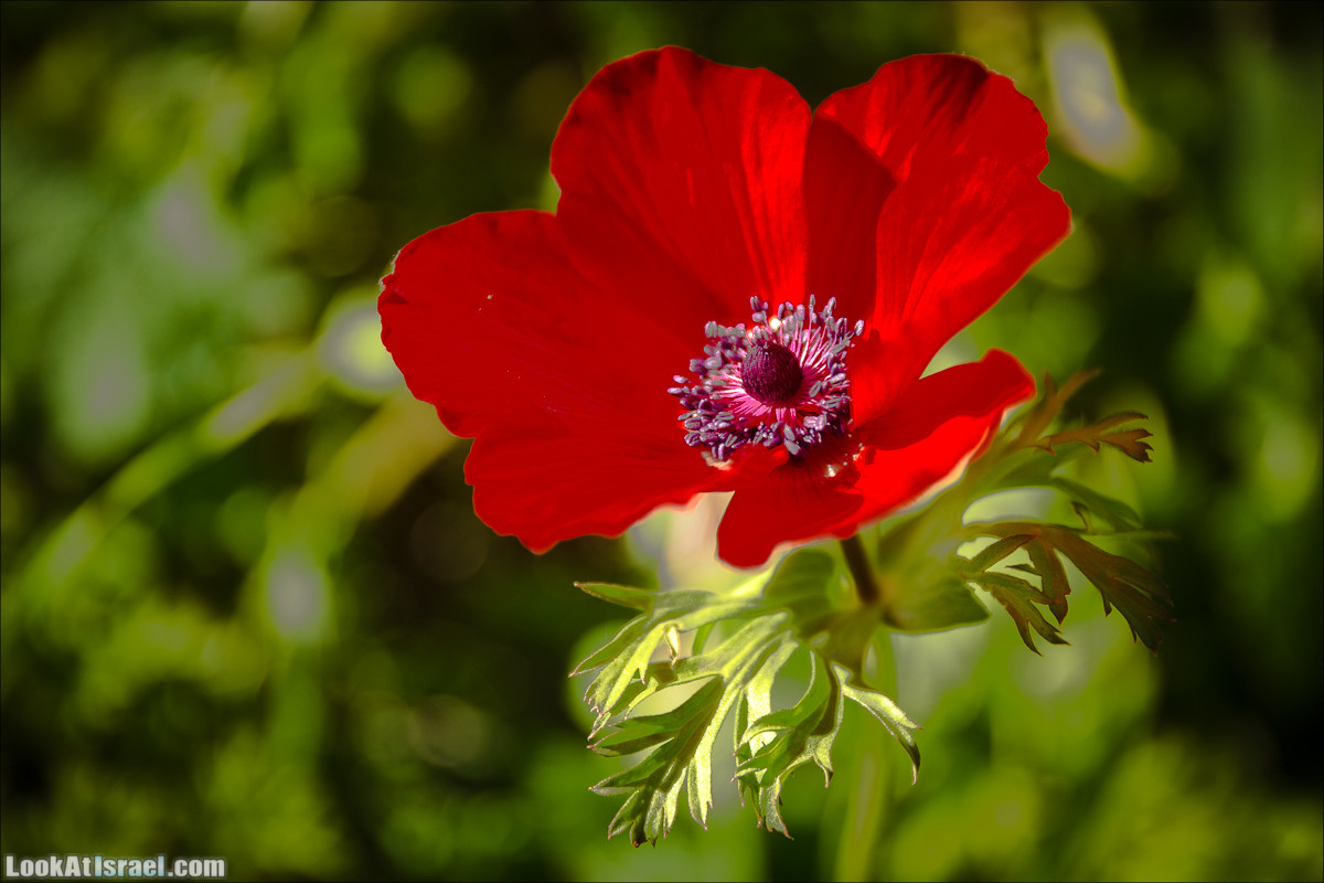 Зима в парке библейской природы Неот Кдумим | חורף בנאות קדומים | LookAtIsrael.com - Фото путешествия по Израилю
