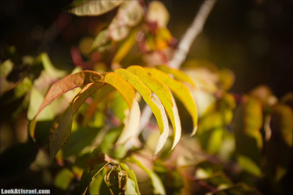 Зима в парке библейской природы Неот Кдумим | חורף בנאות קדומים | LookAtIsrael.com - Фото путешествия по Израилю