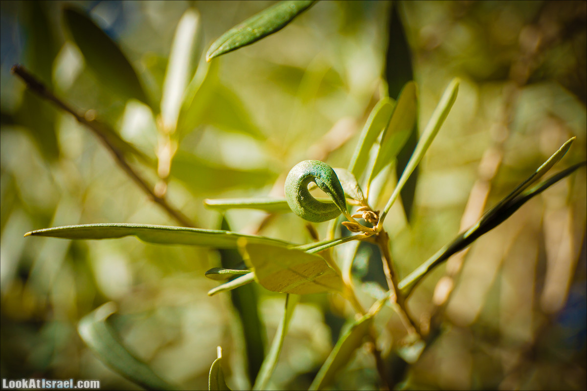 Зима в парке библейской природы Неот Кдумим | חורף בנאות קדומים | LookAtIsrael.com - Фото путешествия по Израилю