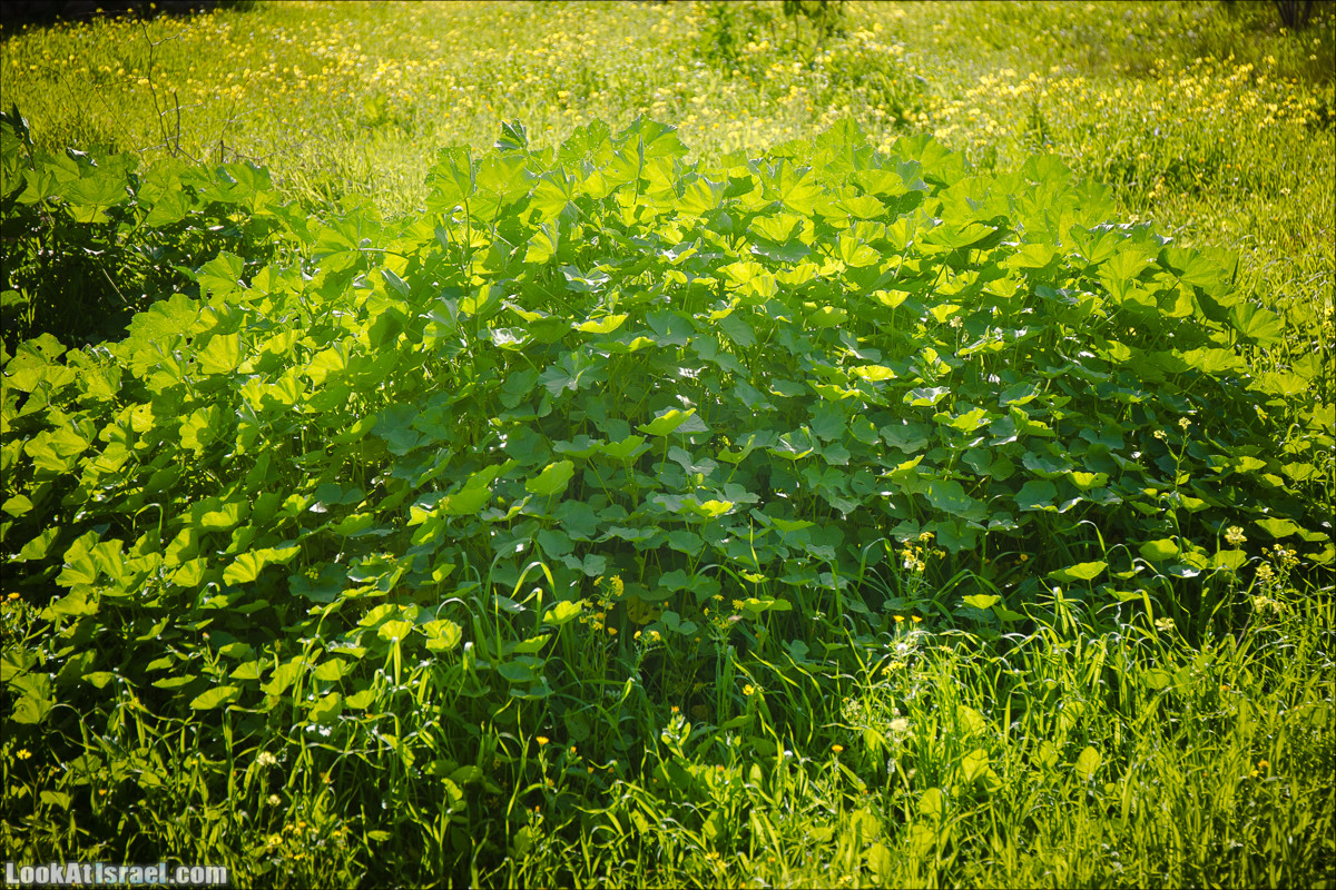 Зима в парке библейской природы Неот Кдумим | חורף בנאות קדומים | LookAtIsrael.com - Фото путешествия по Израилю
