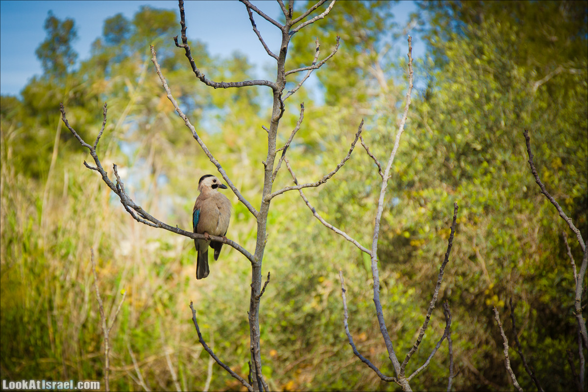 Зима в парке библейской природы Неот Кдумим | חורף בנאות קדומים | LookAtIsrael.com - Фото путешествия по Израилю