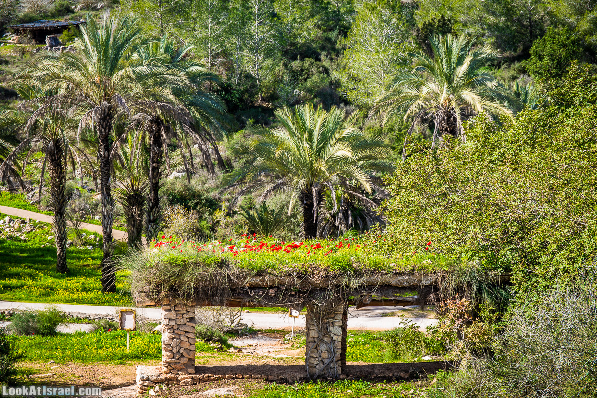 Зима в парке библейской природы Неот Кдумим | חורף בנאות קדומים | LookAtIsrael.com - Фото путешествия по Израилю