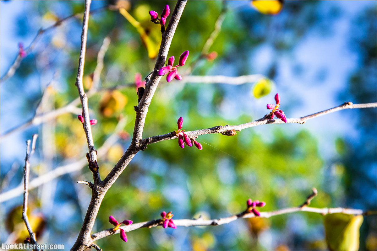 Зима в парке библейской природы Неот Кдумим | חורף בנאות קדומים | LookAtIsrael.com - Фото путешествия по Израилю